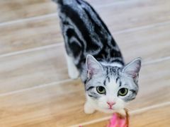 -李小姐の猫咖啡馆(五角场店)