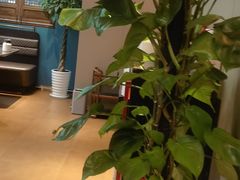 -福照楼汽锅鸡·云南菜(护国路店)