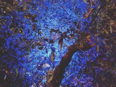 -爵士花园音乐酒吧餐厅