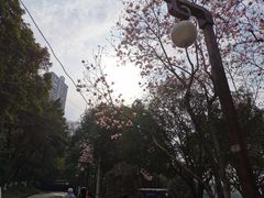 -重庆彩云湖湿地公园