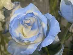 -FEI FEI FLOWER鲜花店·气球派对·宝宝宴布置(虹口德必运动Loft店)