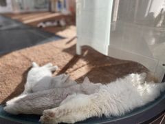 -萌兽医馆·眼科·异宠专科(三里屯店)