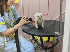 -唐小姐の私宠·宠物洗护美容·撸猫馆·购宠(周浦万达旗舰店)