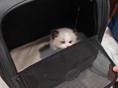 -瑞派动物医院·绝育·犬猫全科·预防医学(光景江南中店)