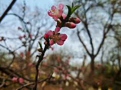 -桃花堤公园