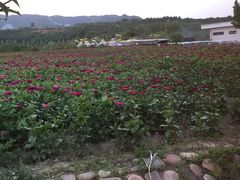 -红石沟生态休闲农场