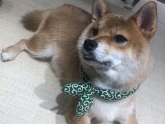-逗柴咖啡屋·狗咖猫咖宠物桌游