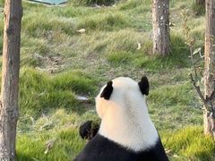 -西霞口神雕山野生动物世界