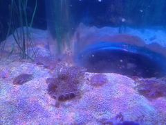 -悉尼海洋生物水族馆