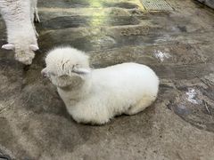 -上海大自然野生昆虫馆(东方明珠·爬宠昆虫探索中心)