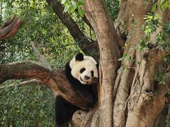 -广州长隆野生动物世界