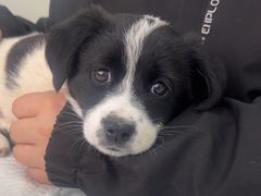 -心仪动物医院·牙专科·肿瘤·心脏科(西客站院)