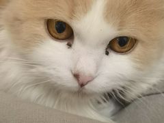 -唐小姐の私宠·宠物洗护美容·撸猫馆·购宠(周浦万达旗舰店)