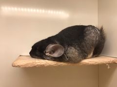 -龙猫仔乐园(惠福东路店)