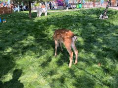 -北京鹿世界主题园