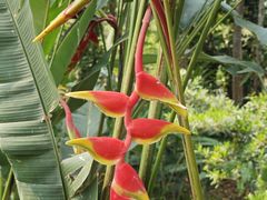 -中国科学院西双版纳热带植物园