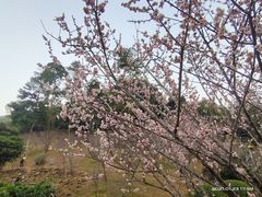 -广州市白云山风景名胜区