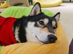 -逗柴咖啡屋·狗咖猫咖宠物桌游