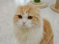 -喵园·猫主题咖啡厅·撸猫·猫咖(国贸店)