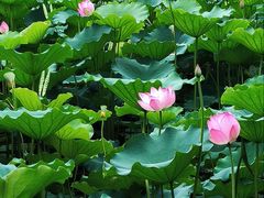 -荔湾湖公园