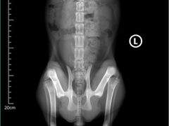 -爱妮康宠物医院·干细胞免疫细胞·肿瘤·心脏(张江店)