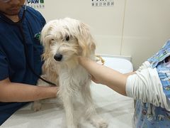 -佩兹宠物医院肿瘤专科·眼科·牙科(黄浦店)