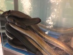 滋补炭烤鳗鱼-本炙炭烤·蒲烧活鳗料理店(金沙洲店)