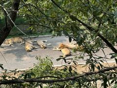 -大连森林动物园