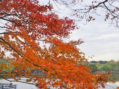 -上海共青森林公园