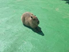 -苏州太湖西山岛开心农场