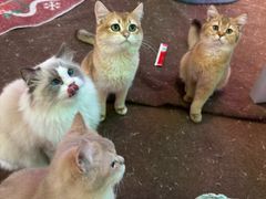 -大型宠物商超·宠海王国·宠物猫狗活体·用品·美容(新世界百货重庆店)