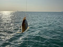 -小猫钓鱼海钓俱乐部(椰梦长廊店)