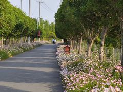 -上海长兴岛郊野公园