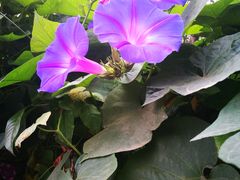 -三圣花乡旅游区