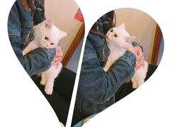 -李小姐の猫咖啡馆(五角场店)
