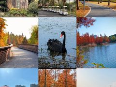 -昆山城市生态森林公园