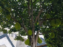 -黄埔古港