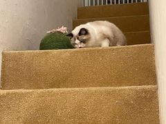 -猫友咖啡店(玉林西路店)