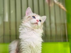 -唐小姐の私宠·宠物洗护美容·撸猫馆·购宠(周浦万达旗舰店)