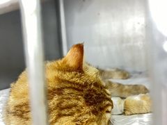 -派特宠物医院(圆融广场店)