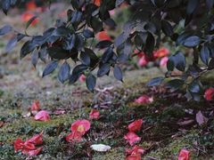 -杭州植物园