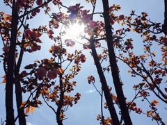 iphone_upload_pic-高东镇樱花园