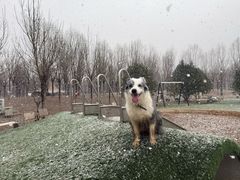 -爪吧宠物乐园 (温榆河示范区店)