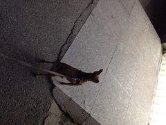 iphone_upload_pic-中环花鸟鱼虫市场