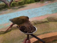 -西霞口神雕山野生动物世界