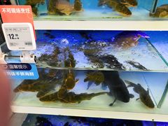 -盒马鲜生(大成店)
