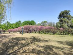 -莲花池公园