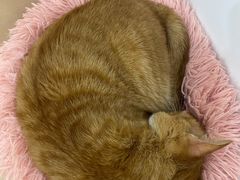 -有喵·猫咖·狗咖·30几只猫10只小狗(岗厦店)