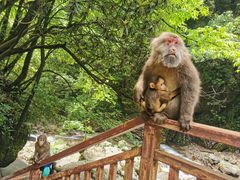 -西岭雪山大飞水景区