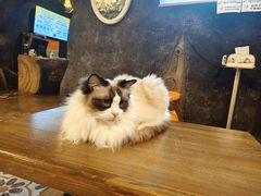 -猫猫幼稚园·撸猫·桌游·电玩